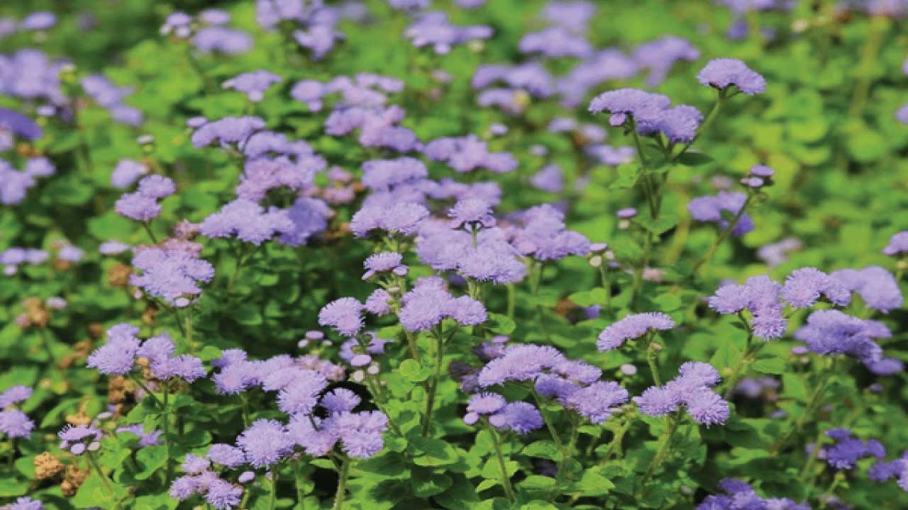 Ageratum