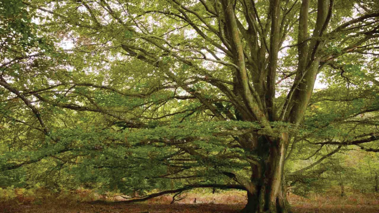 Beech Trees