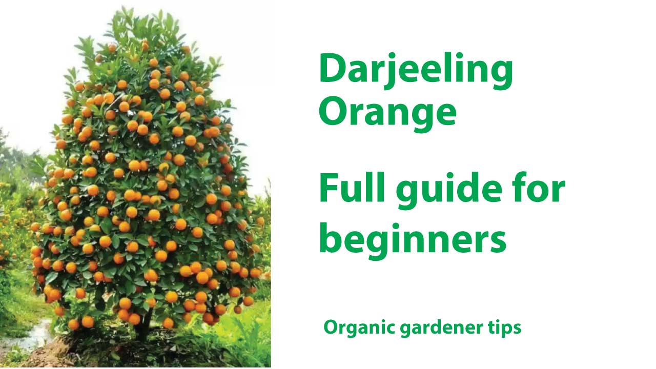 Darjeeling Orange