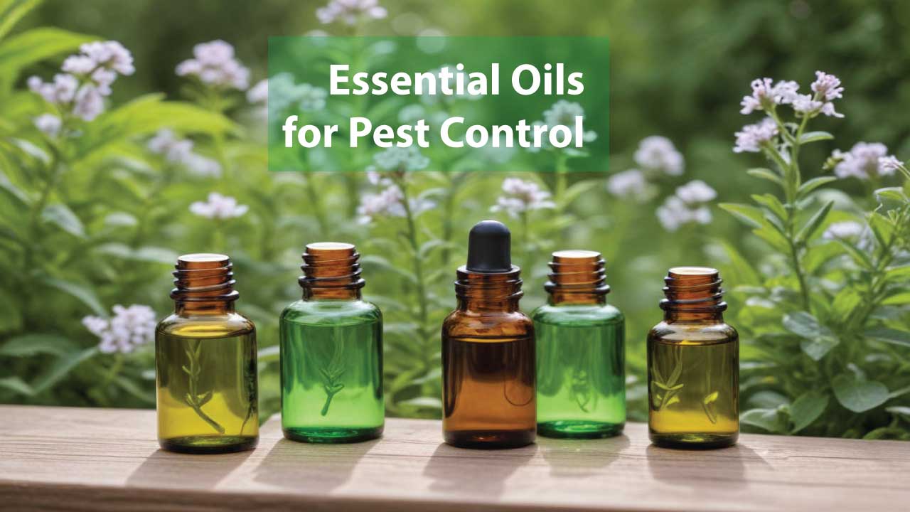 Essential Oils for Pest Control