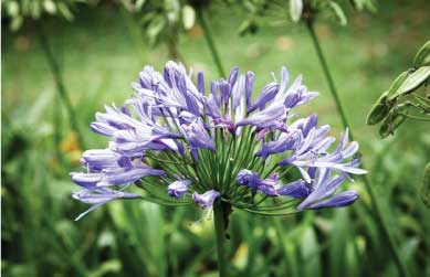 How to Grow Agapanthus