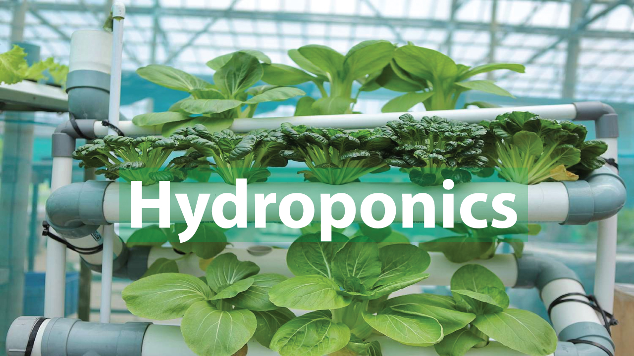 Hydroponics