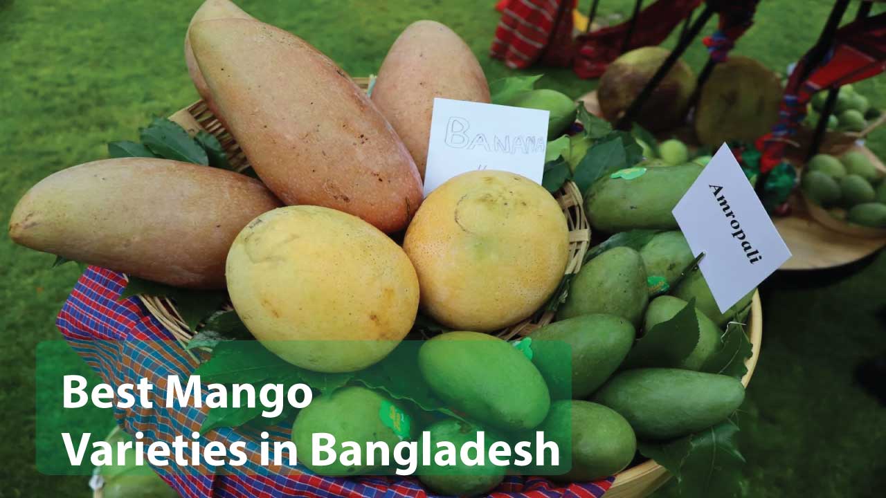 Mango Varieties in Bangladesh