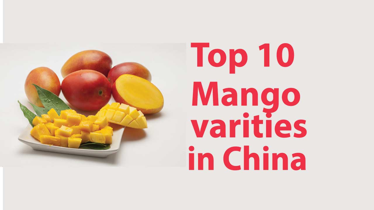 Top 10 Mango Varieties in China