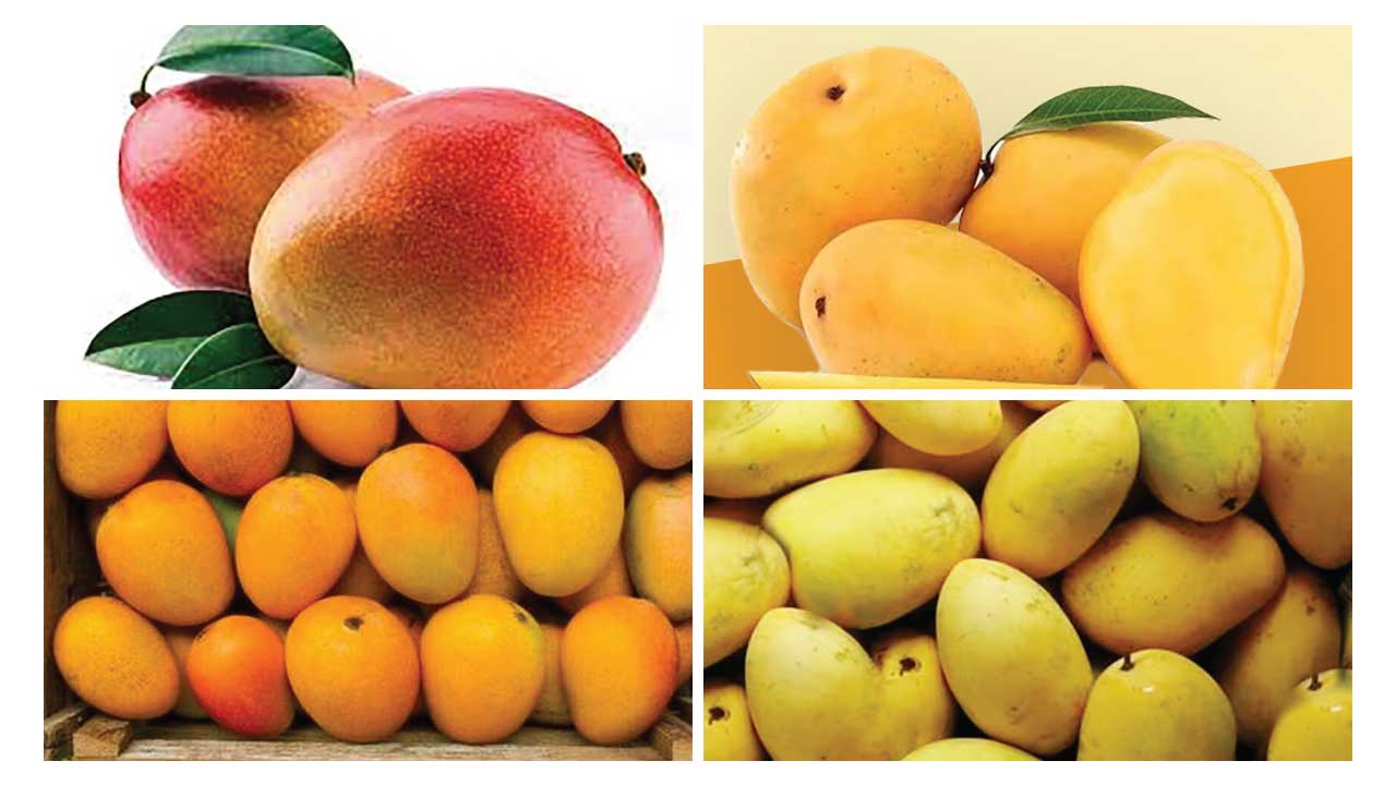 Top 10 mango varieties in india