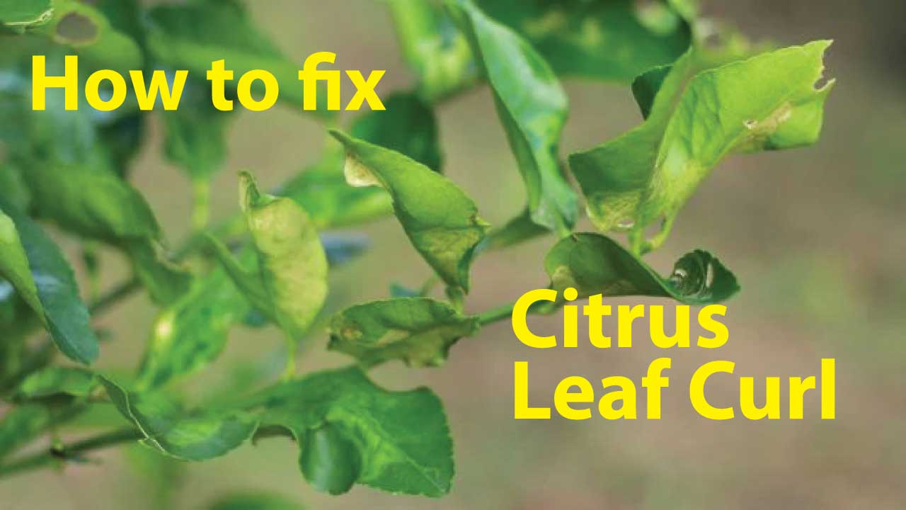 citrus leaves curling