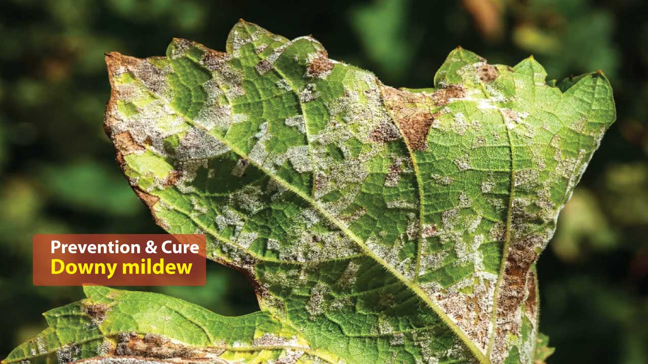 Downy Mildew