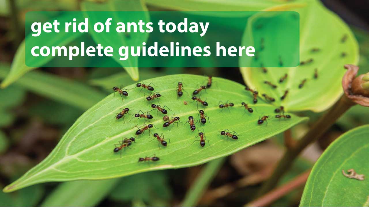 get rid of ants in garden