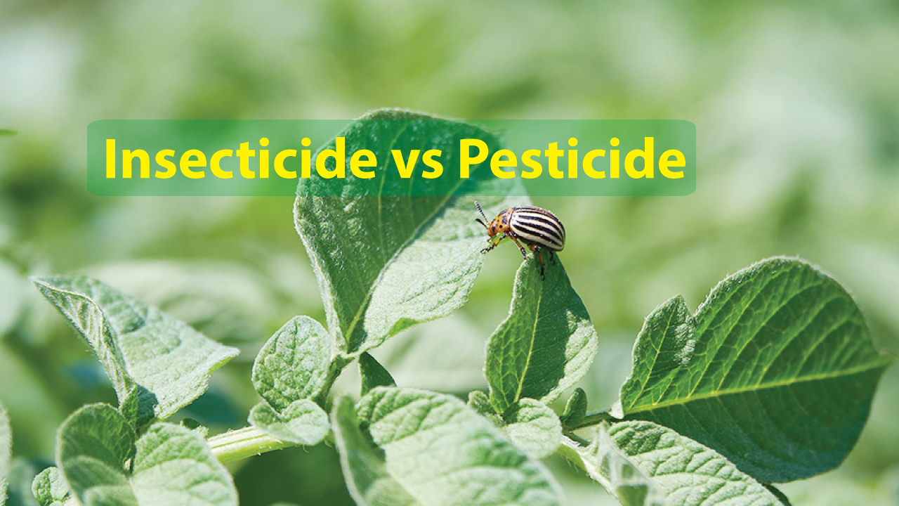 insecticide vs pesticide