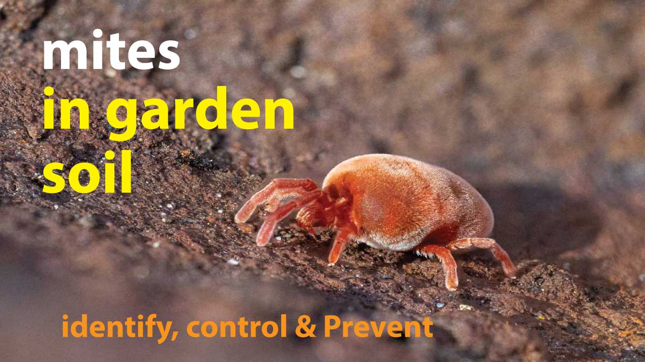 mites in garden soil