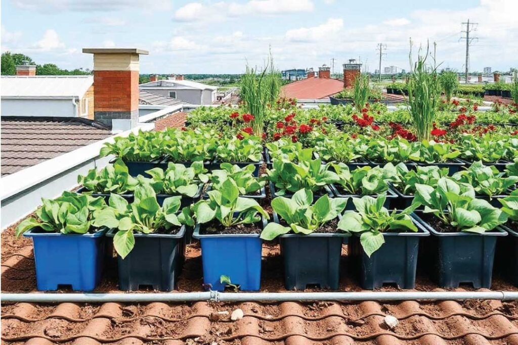 roof gardening