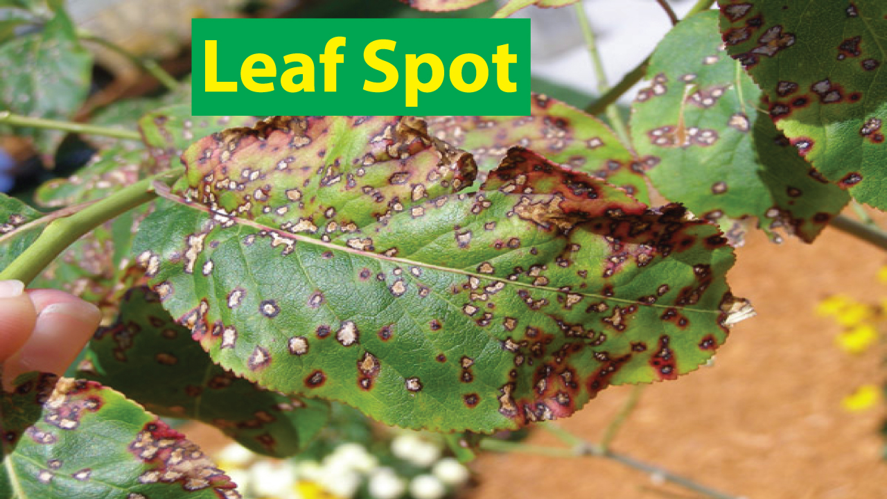 leaf spot